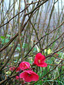 "Cemetary Red" by gbleakmore is licensed under CC BY-NC 2.0 