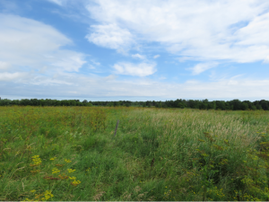 Somewhere in this Sheboygan Marsh, Mark Vaughan is training in how not to be seen... Sheboygan Marsh State Wildlife Area Photo: Mark Vaughan