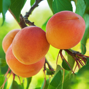 Apricots