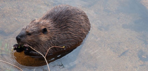 Beaver swimming credit Jim Ecklund