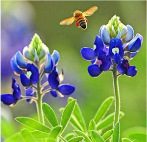 Image of a honey bee near a Texas Bluebonnet flower