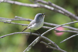 Blue-gray gnatcatcher