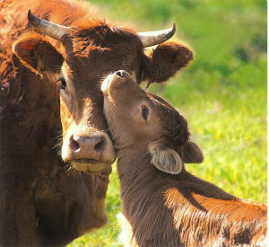 Cow love Cow image