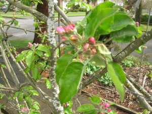 espaliered apple on mini-dwarf rootstock espaliered apple on mini-dwarf rootstock
