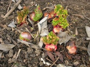 Rhubarb ready for dividing
