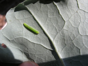 Cabbage moth larva on cabbage leaf Cabbage moth larva on cabbage leaf