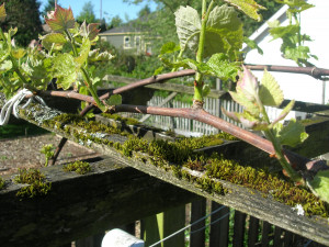 Grapes ready to be pruned