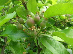 Leave the "king" apple in the middle, usually the biggest, when thinning Leave the "king" apple in the middle, usually the biggest, when thinning