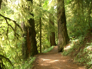 Old growth along Eagle Creek trail, Columbia Gorge