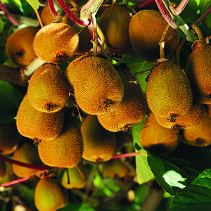 fuzzy kiwi