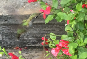 backyard hummingbird feeding on salvia