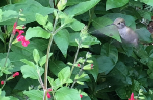 Anna's Hummingbird feeding on salvia