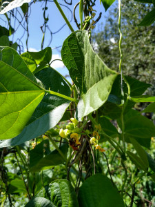 Honey bee on pole green beans Honey bee on pole green beans