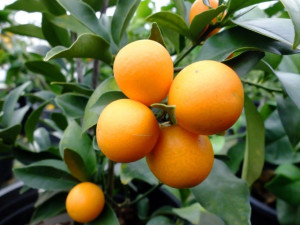 kumquat kumquat