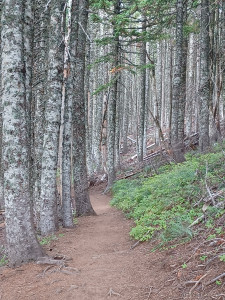 Magic Trees