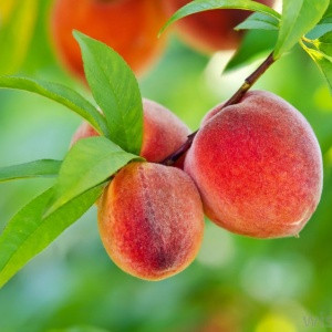 Best to wait until March to prune peaches and nectarines