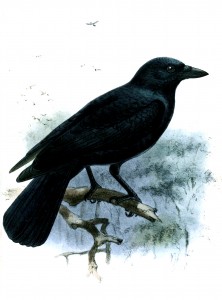 New Caledonian Crow New Caledonian Crow
