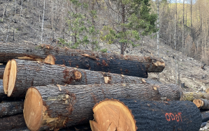 So-called hazard trees clearcut after 2020 fires-credit Cascadia Wildlands Wild So-called hazard trees clearcut after 2020 fires