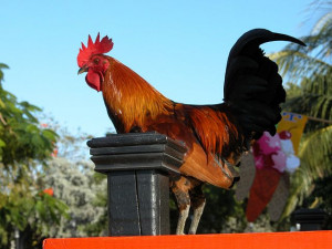 Rooster Rooster