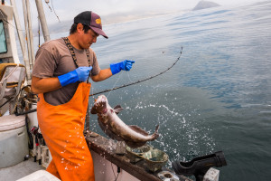 A fisher wearing orange bibs and bright blue gloves  pulls a fish out of the ocean from the deck of a boat..