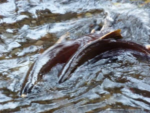 Salmon spawning in the Columbia Gorge Salmon spawning in the Columbia Gorge