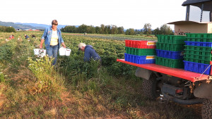 Sun Gold Farm, Verboort, Oregon