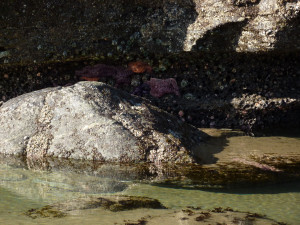 Tide pool Short Sands Beach, Oregon Tide pool Short Sands Beach, Oregon
