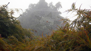 A spider in a web with the Self Help Radio logo superimposed on it.