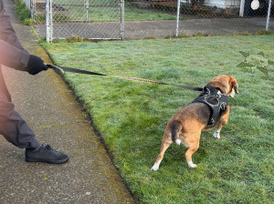 Stubborn beagle Stuart is dragging his power owner into a yard.