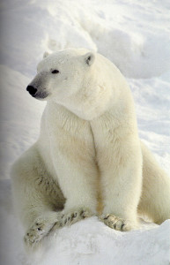 The Great White Bear: A Natural and Unnatural History of the Polar Bear The Great White Bear: A Natural and Unnatural History of the Polar Bear