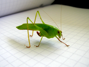 Insect Reference Photo Barro Colorado, Panama Insect Reference Photo Barro Colorado, Panama
