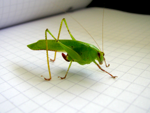 Insect Reference Photo Barro Colorado, Panama