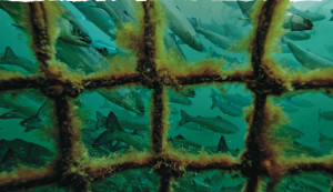 Salmon Farm photo by Tavish Campbell for Patagonia Salmon Farm photo by Tavish Campbell for Patagonia