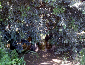 small break in trees in a wetlands area, sun dappling leaves and ground