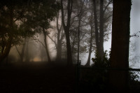 af_jon_gottshall_16_cranes_fogaboveswanisland.jpg af_jon_gottshall_16_cranes_fogaboveswanisland.jpg