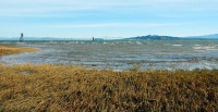 af_map_henry-tsang-tansy-point-view-1-1024x527.jpg af_map_henry-tsang-tansy-point-view-1-1024x527.jpg