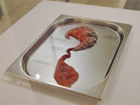Agi Haines' Electrostabilis Cardium