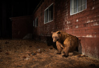 biomass_corey_arnold_bear_photo_too_much_for_ng.jpg biomass_corey_arnold_bear_photo_too_much_for_ng.jpg