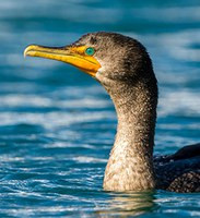 Double Crested Cormorant Double Crested Cormorant