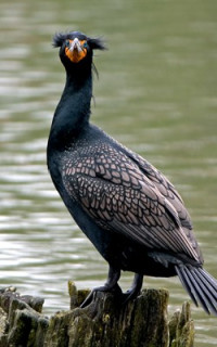 double crested cormorant double crested cormorant