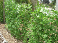 growing edible pod peas