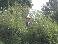 Summer pruning of pear tree new growth Summer pruning of pear tree new growth