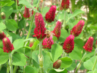 honey bee on crimson clover honey bee on crimson clover