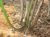 Time to remove the oldest two canes of blueberries
