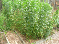 Cover crop in late spring--now what?