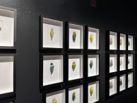 exquisite-creatures-revealed_budgies.jpg exquisite-creatures-revealed_budgies.jpg