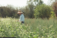 Harry MacCormack at Sunbow Farm