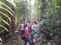 Five women researchers stand surrounded by thick jungle vegetation watching another member climb into the treetops