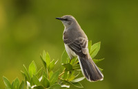 mockingbird mockingbird