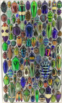 omsi_exquisite_creatures_beetles.jpg omsi_exquisite_creatures_beetles.jpg